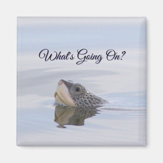 Íman Diamondback Terrapin Turtle Face Magnet (Frente)