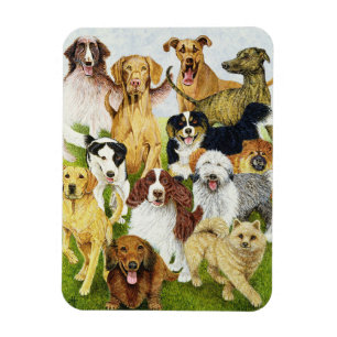 Íman Dias de cão