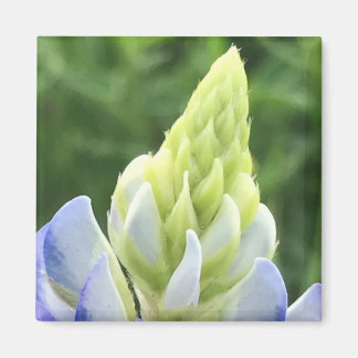 Íman Dica de Bluebonnet