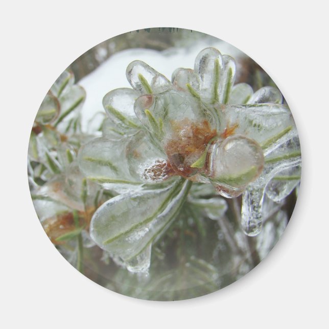 Íman Dicas de Arborvitae no Gelo (Frente)