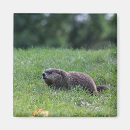 Íman Digger de Buraco do Diabo