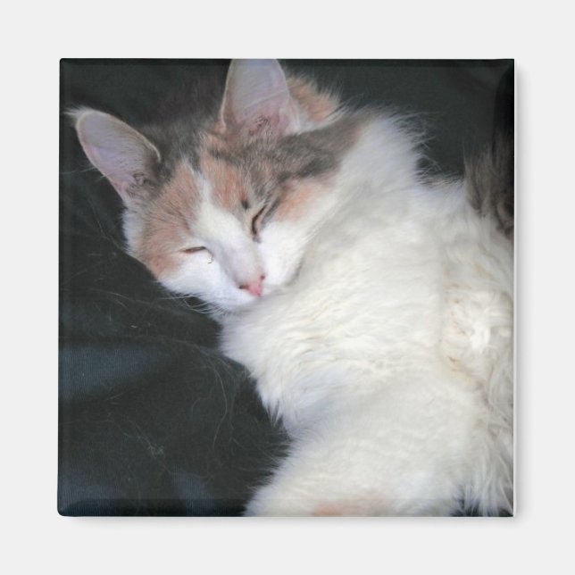 Íman Diluir Calico Kitten Dormindo (Frente)