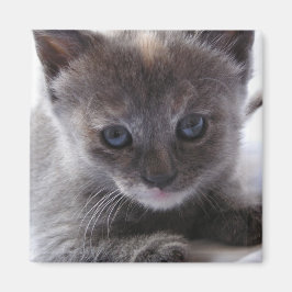 Íman Diluir TortoisesInferno