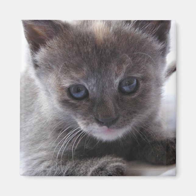 Íman Diluir TortoisesInferno (Frente)