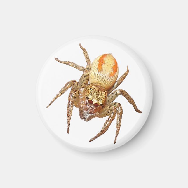 Íman Dimorphic Jumping Spider (Maevia inclemens) (Frente)