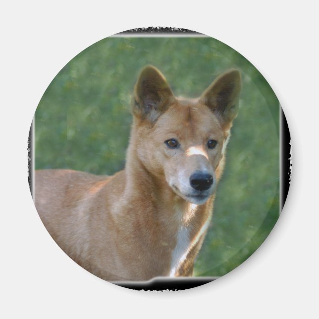 Íman dingo_10x10 (Frente)