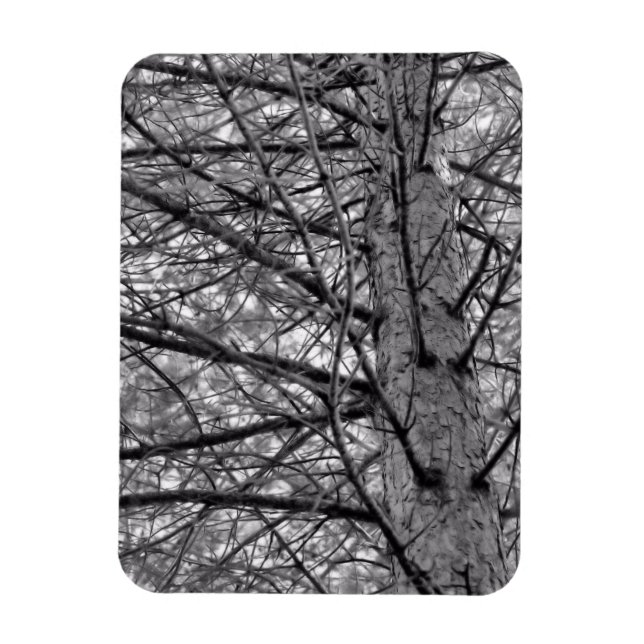 Íman Direção das Ramificações da Árvore do Pino em Pret (Vertical)