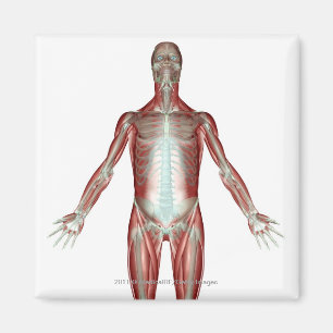 Íman Disposição de todos os músculos no corpo humano
