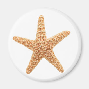 Íman divertimento da estrela do mar