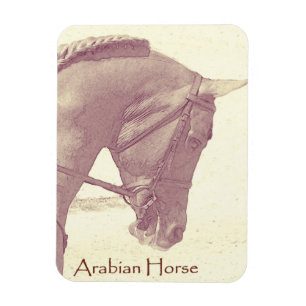 Íman do Cavalo Árabe