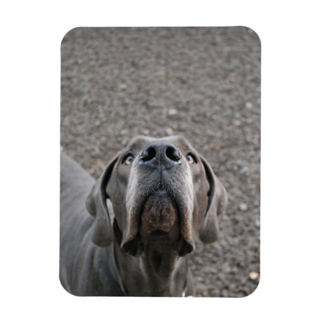 íman do Dogue Alemão (Vertical)