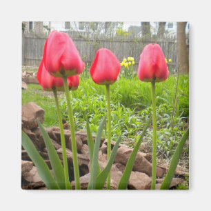 Íman do Jardim das Tulipas