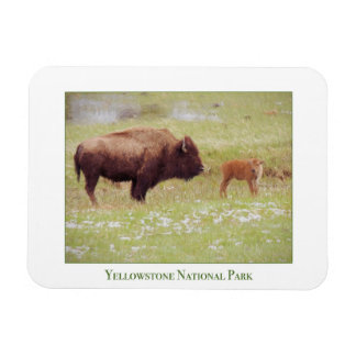 Íman do Parque Nacional Yellowstone com bisão e vi