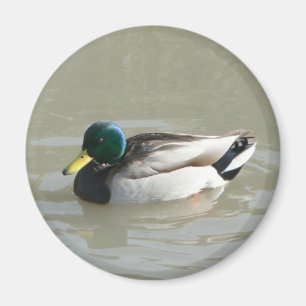 Íman Do "pato pato selvagem "