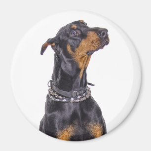 Íman Doberman com olhar Sneaky