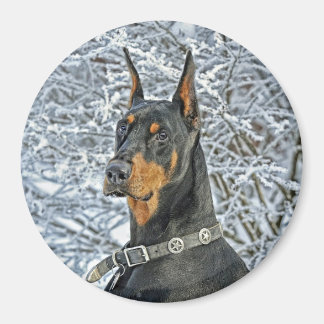 Íman Doberman Fosty Day