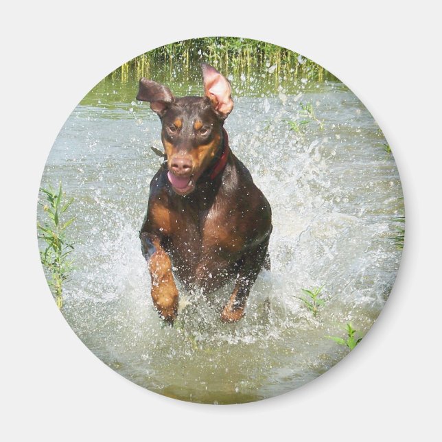 Íman Doberman Magnet (Frente)