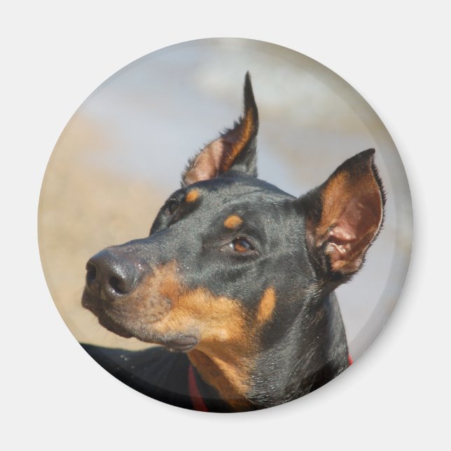 Íman Doberman Magnet (Frente)