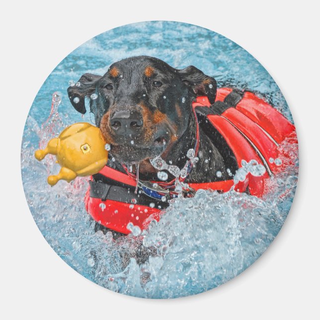 Íman Doberman Nadando Com Brinquedo Favorito (Frente)