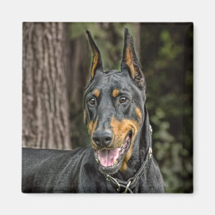 Íman Doberman no ímã da floresta