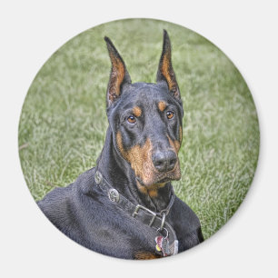 Íman Doberman no ímã da grama