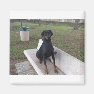 Íman doberman pincher sentado