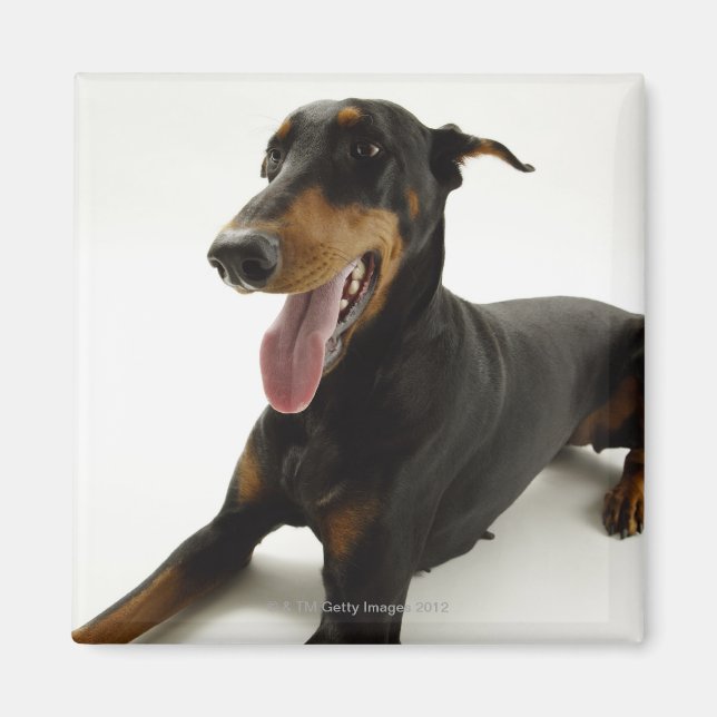 Íman Doberman Pinscher 2 (Frente)
