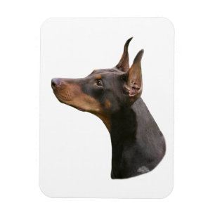 Íman Doberman Pinscher - cabeça vermelha/castanha