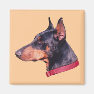 Íman Doberman Pinscher Dog
