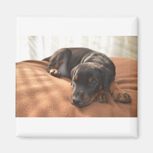 Íman doberman-pinscher-filhote (Frente)