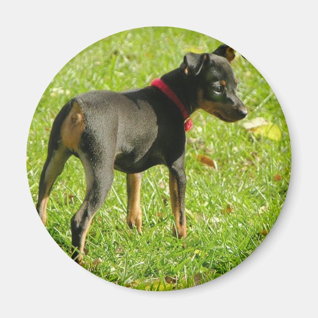 Íman Doberman Puppies Round Magnet (Frente)