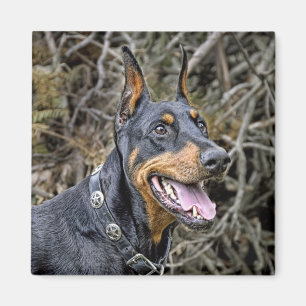 Íman Doberman Smile