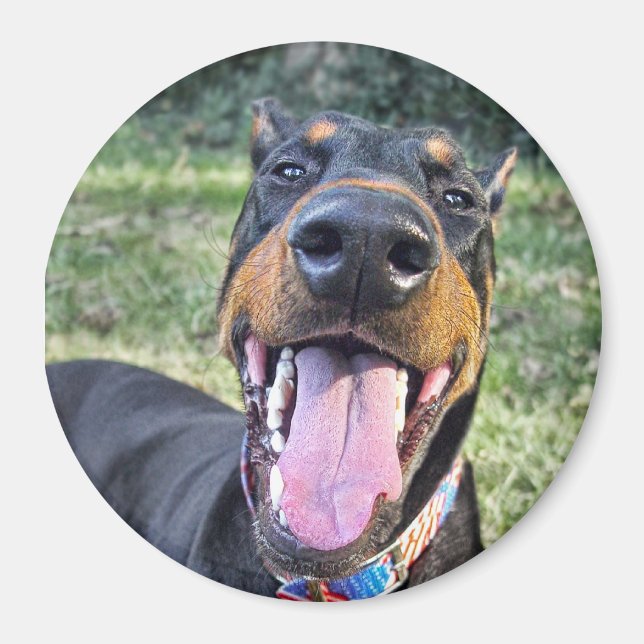 Íman Doberman Smiling (Frente)