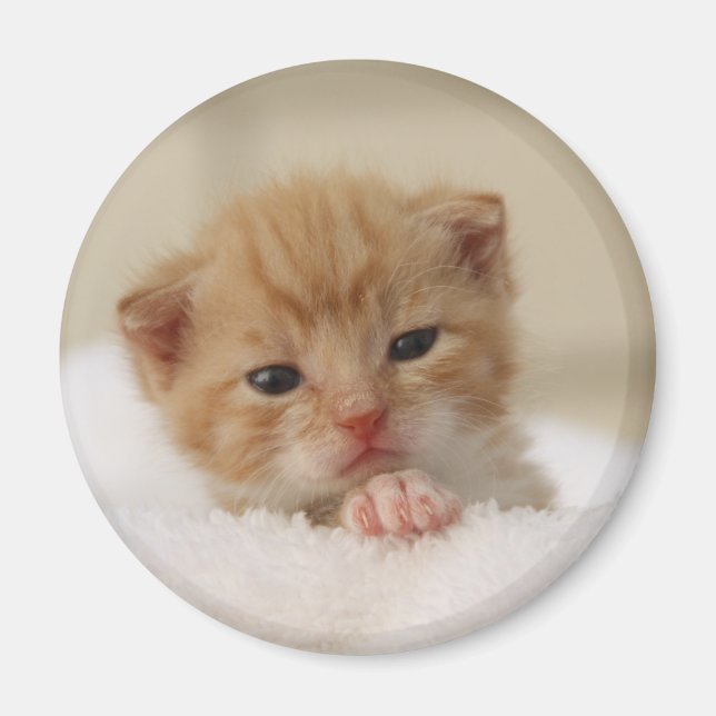 Íman Doce gatinho (Frente)