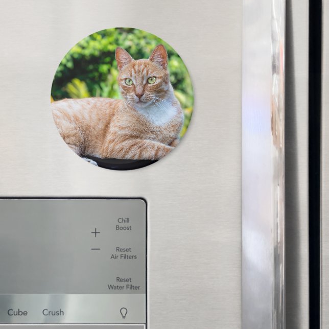 Íman Doce gatinho (In Situ (Fridge))