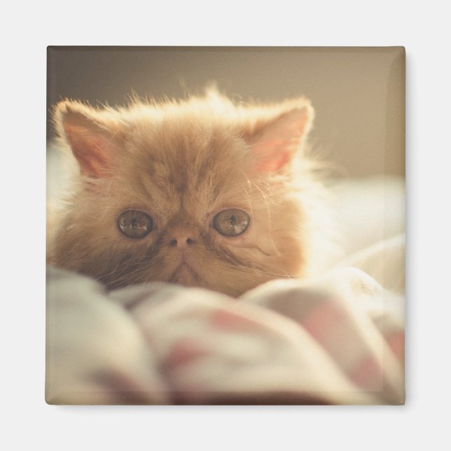 Íman Doce gatinho fique quente (Frente)