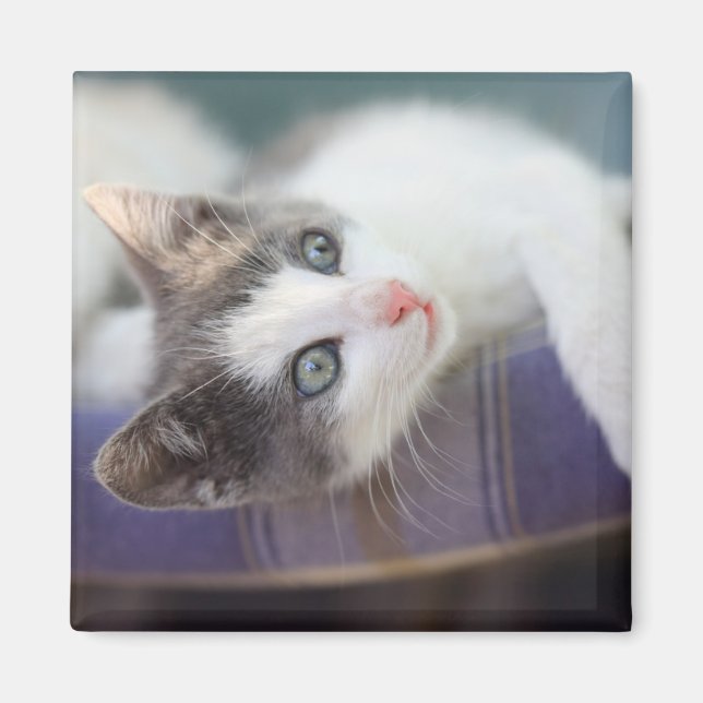 Íman Doce Gatinho Na Xadrez Da Cama (Frente)