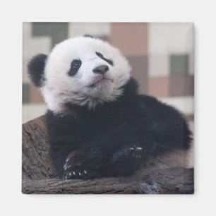 Íman Doce Giant Panda Baby