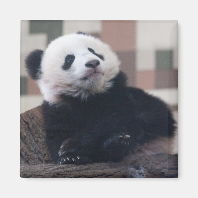 Íman Doce Giant Panda Baby (Frente)