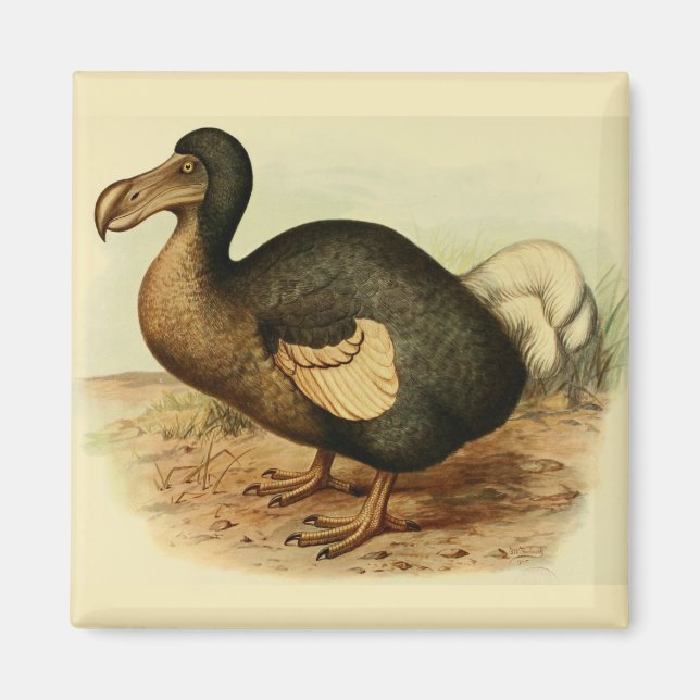 Íman Dodo Magnet (Frente)