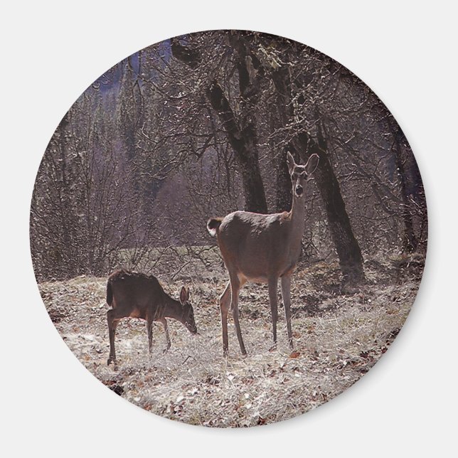 Íman Doe e fawn.... (Frente)
