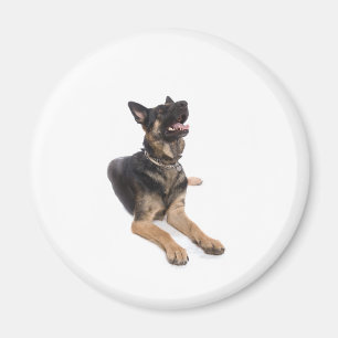 Íman dog - german shepherd