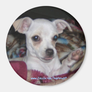 Íman Dog-Magnet. bonito