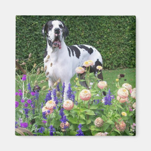 Íman Dogge alemão, Great Dane, Cães, Dogue Allemand