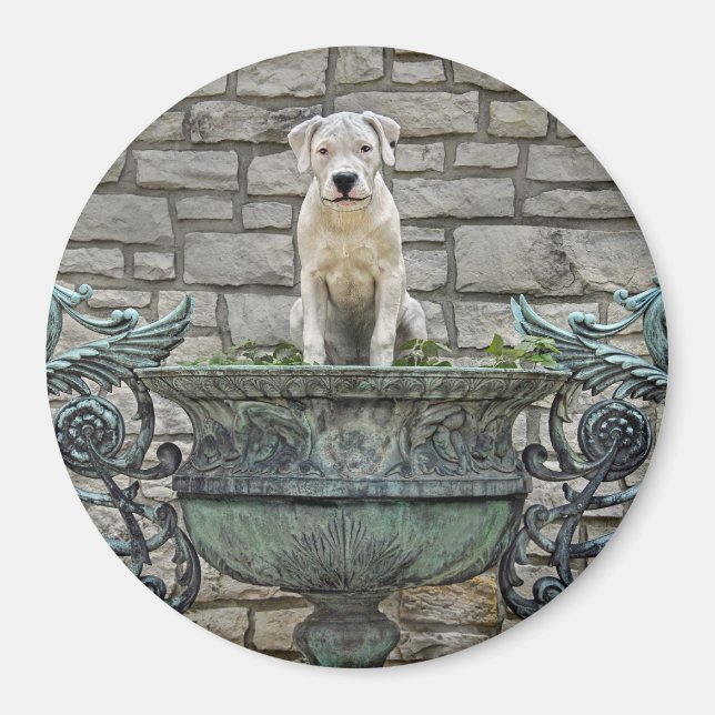 Íman Dogo Argentino Puppy Royal (Frente)