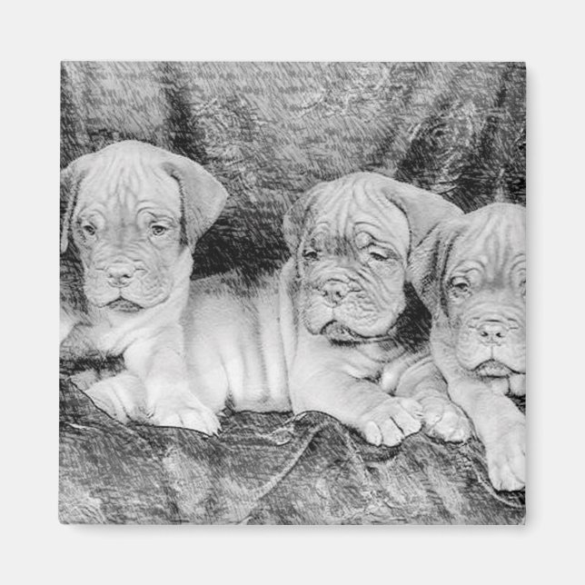 Íman Dogue de bordeaux (Frente)