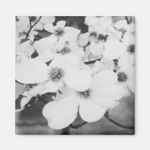 Íman Dogwood