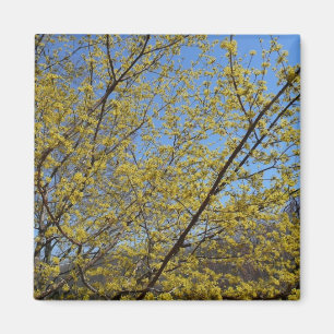 Íman Dogwood da cereja de cornalina e céu azul florais