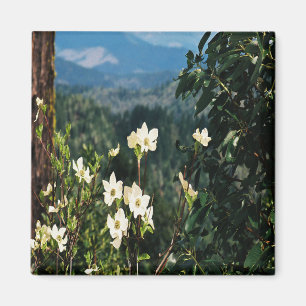 Íman Dogwood está sangrando....