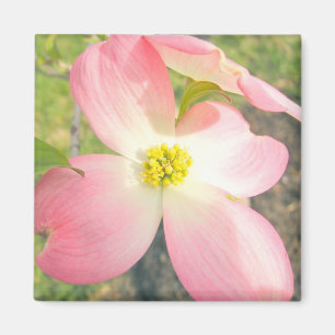 Íman Dogwood Rosa